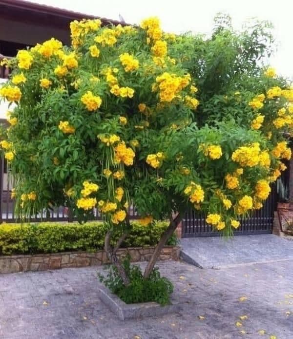 Yellow bells
