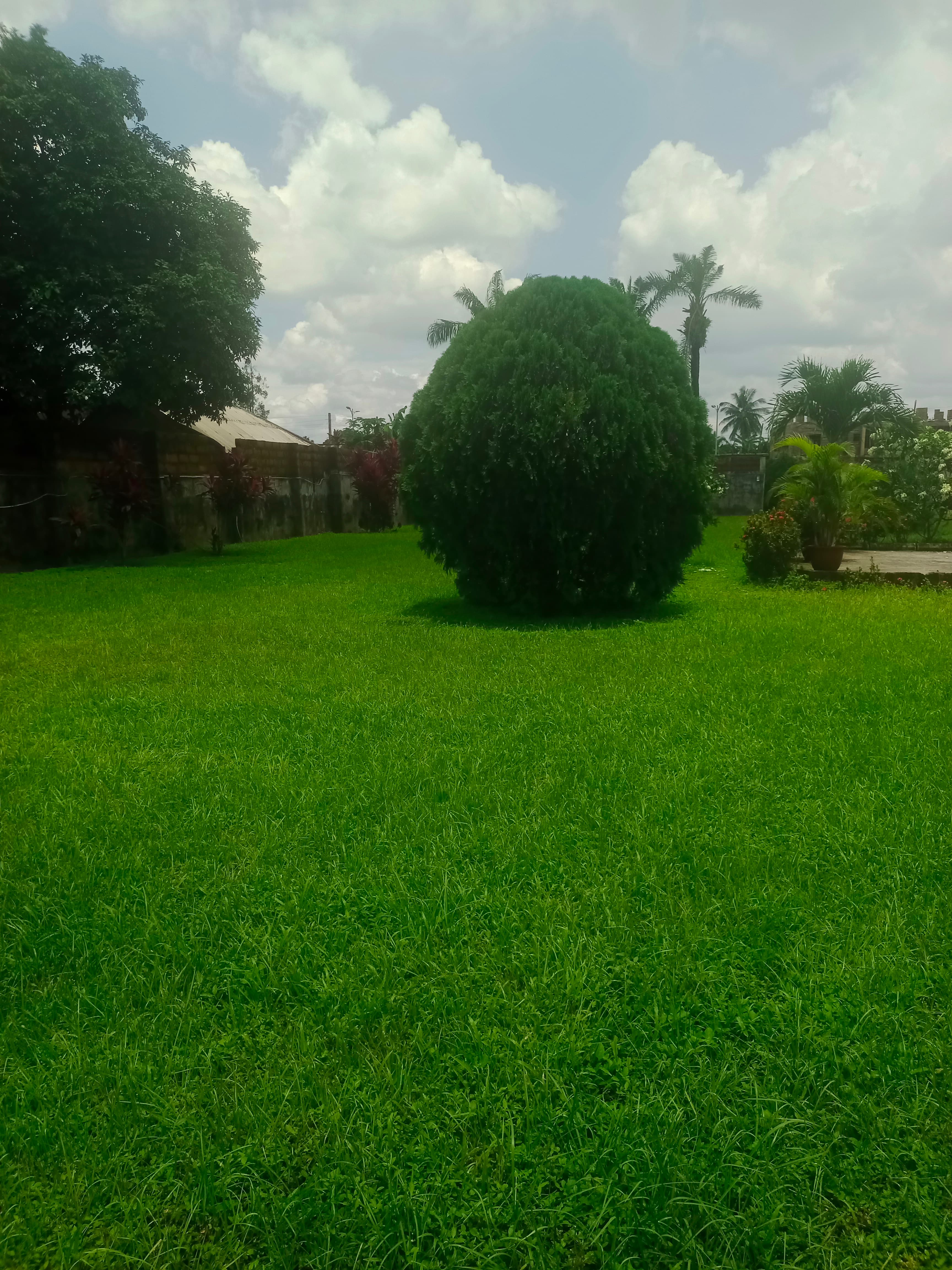 thuja