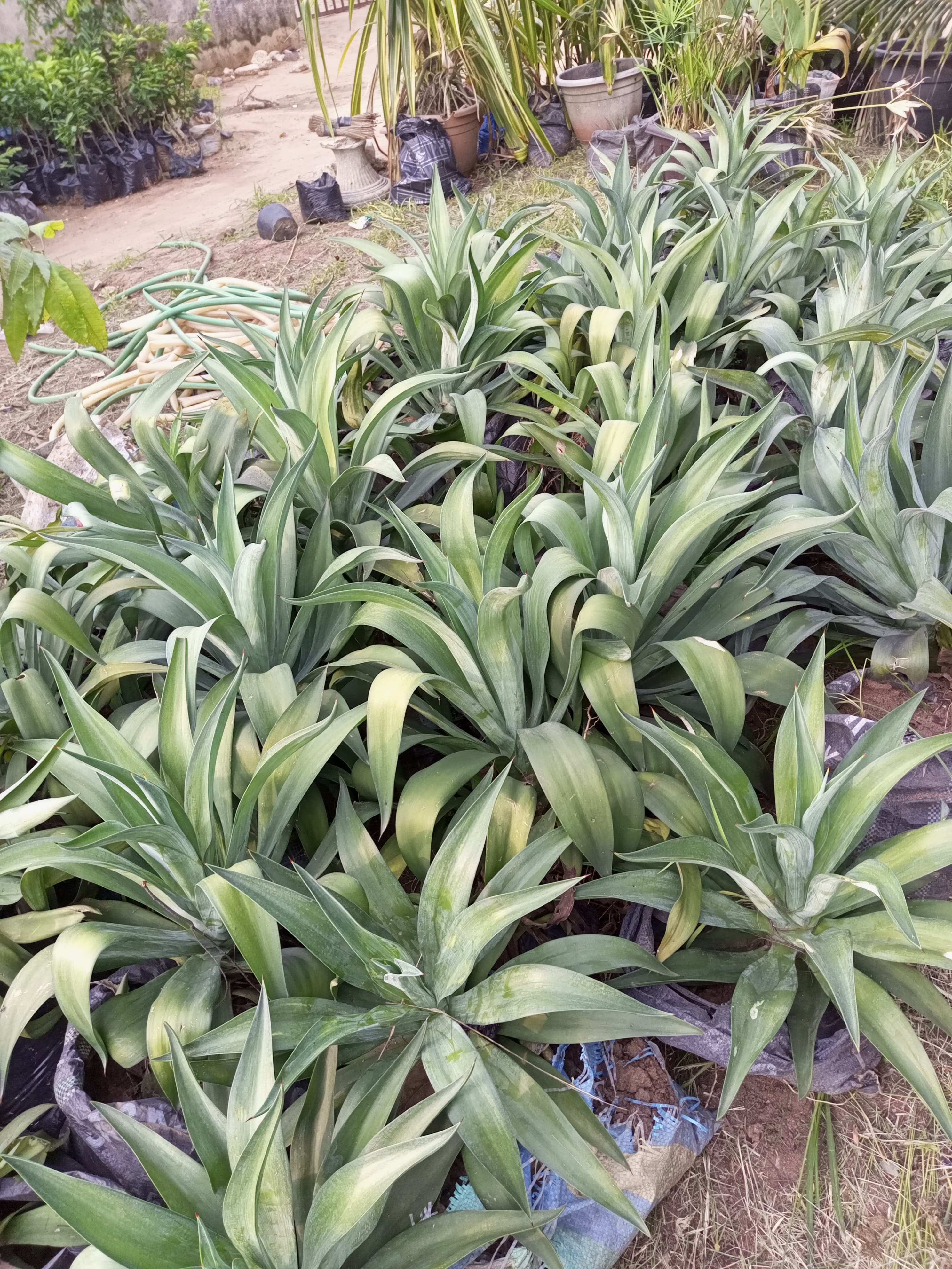 Agave