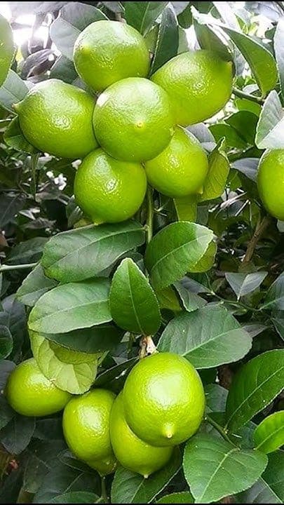 Best method of propagation lemon tree by air layering with Toilet paper炙 #lemontree #gardening