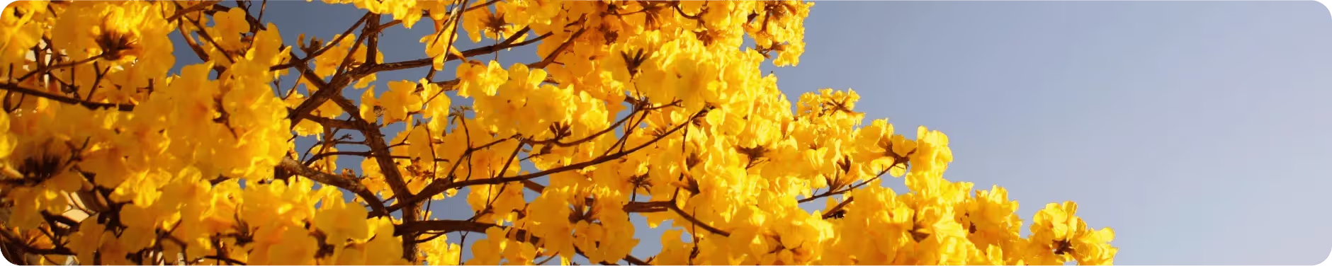 Beautiful flowers background